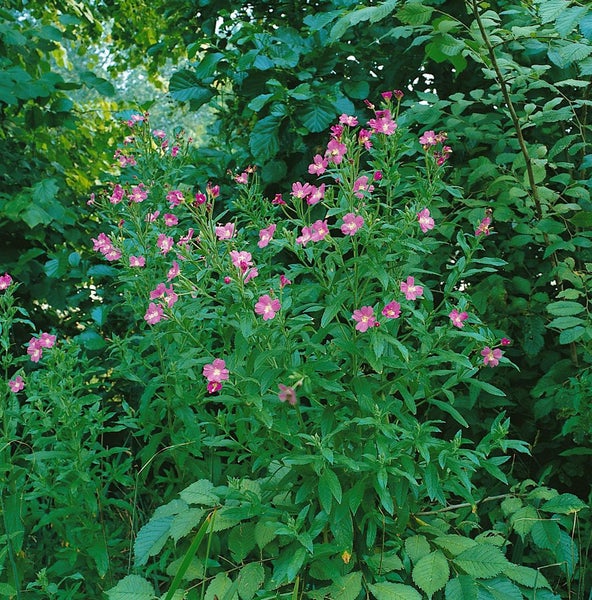 Epilobium hirsutum, Zottiges Weidenröschen, ca. 9x9 cm Topf