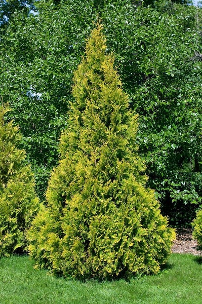 Thuja occidentalis 'Yellow Ribbon', Lebensbaum, gelbgrün, 20–30 cm