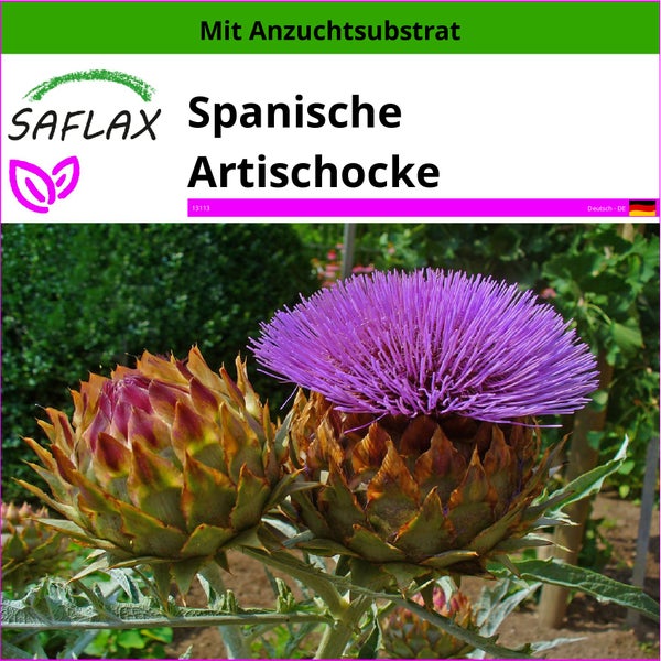 SAFLAX  - Spanische Artischocke - Cynara cardunculus - 50 Samen - Mit keimfreiem Anzuchtsubstrat