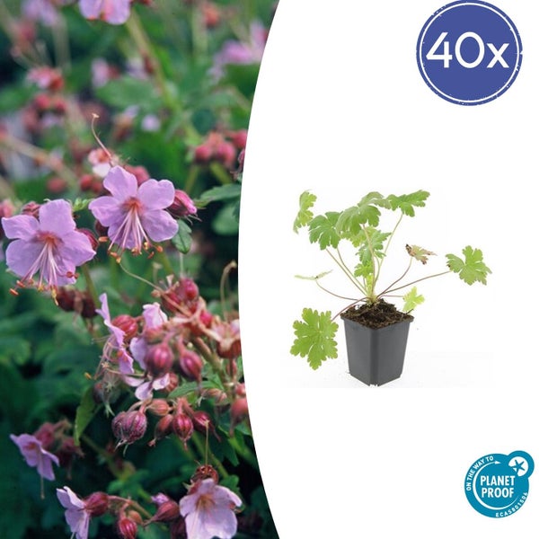 Packung mit 40 Balkan-Storchschnabel-Pflanzen im Topf sowie blühende Blumen mit On the way to Planet Proof Zertifizierung.