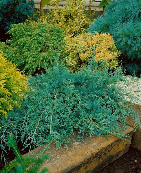 Juniperus virginiana 'Grey Owl', Wacholder, silbergrau, 40–60 cm