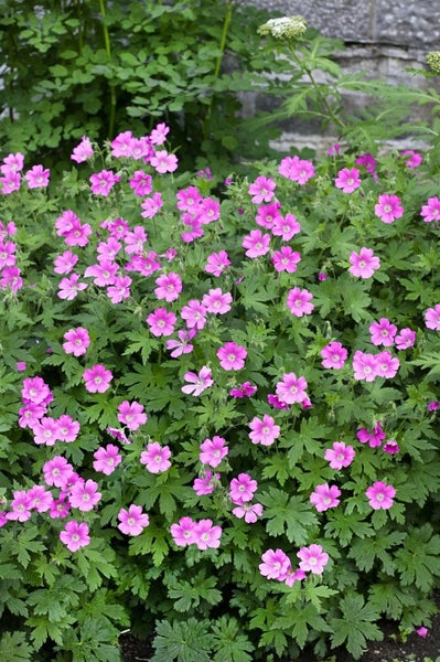 Geranium sanguineum 'Elke', Storchschnabel, rosa, ca. 9x9 cm Topf