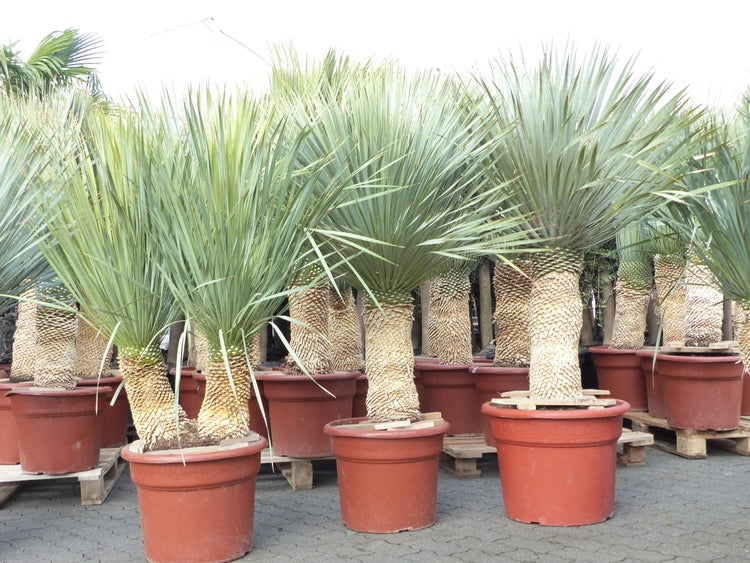 Yucca Rostrata  Palme 160 - 170 cm, Stamm 60 - 70 cm winterhart