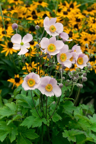 Nahaufnahme von Herbst-Anemonenblüten im Gartenbeet