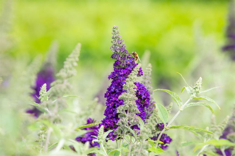 Buddleja 'Buzz Midnight', Schmetterlingsflieder, dunkelviolett, 40–60 cm
