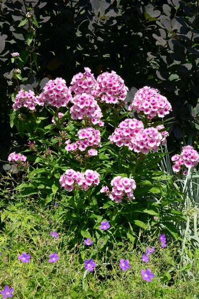 Phlox paniculata 'Bright Eyes', Flammenblume, rosa, ca. 11x11 cm Topf