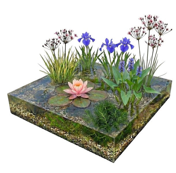 Miniteich-Set mit Seerose, Iris, Hechtkraut und weiteren Wasserpflanzen in einem transparenten quadratischen Becken mit Kies.