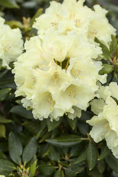 Rhododendron Hybr. 'Goldkrone', gelb, 30–40 cm