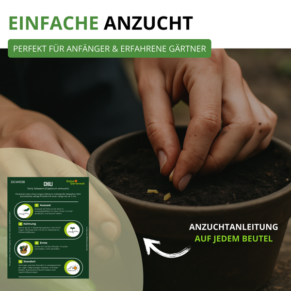 Hände pflanzen Chili-Samen in einen Topf mit Erde. Infografik zeigt eine Anzuchtanleitung für Chili Jalapeno auf der Verpackung.