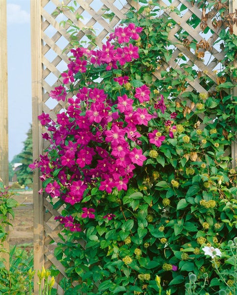 Clematis Hybride 'Star of India', violett, 60–100 cm