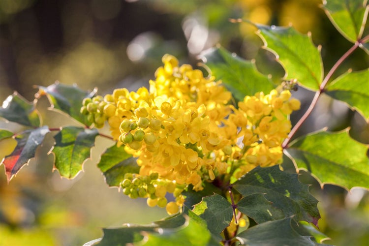 Mahonia aquifolium, Gewöhnliche Mahonie, immergrün, 30–40 cm