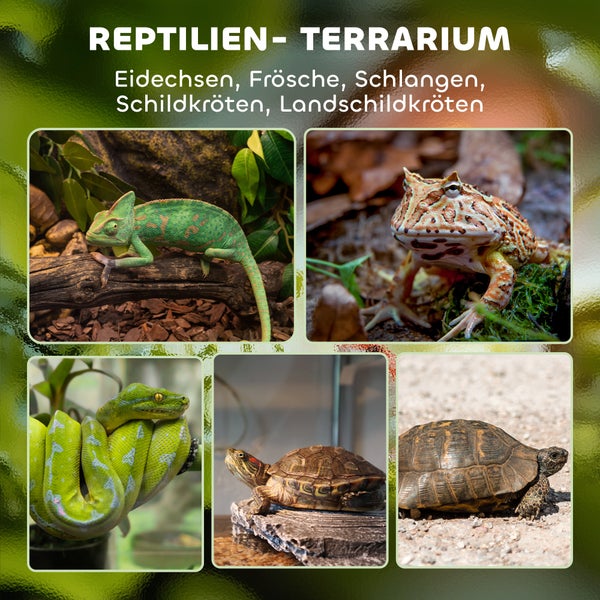 Reptilienterrarium mit Chamäleon, Frosch, Schlange und Schildkröten