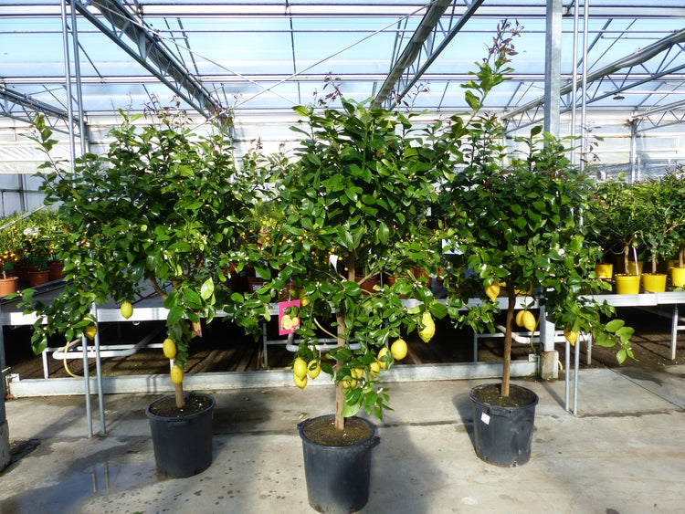 Zitrus Zitronenbaum Zitrone Citrus Limon Limone 180 - 220 cm Zitruspflanze