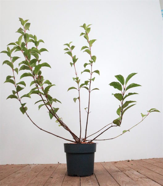 Viburnum bodnantense 'Dawn', Duft-Schneeball, rosa Blüten, 60–80 cm