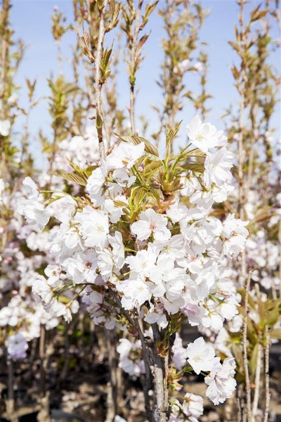 Prunus serrulata 'Amanogawa', Japanische Säulenkirsche, rosa, 100–150 cm