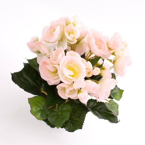 Rosa blühende Begonie mit grünen Blättern.