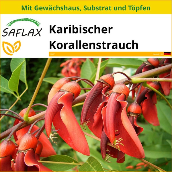 SAFLAX Anzucht Set - Karibischer Korallenstrauch - Erythrina crista-galli - 6 Samen - Mit Mini-Gewächshaus, Anzuchtsubstrat und 2 Töpfen