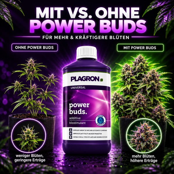 Plagron Power Buds Pflanzendünger Vergleich zwischen Anwendung mit und ohne Additiv zur Steigerung der Blütenbildung und Ertragsoptimierung.