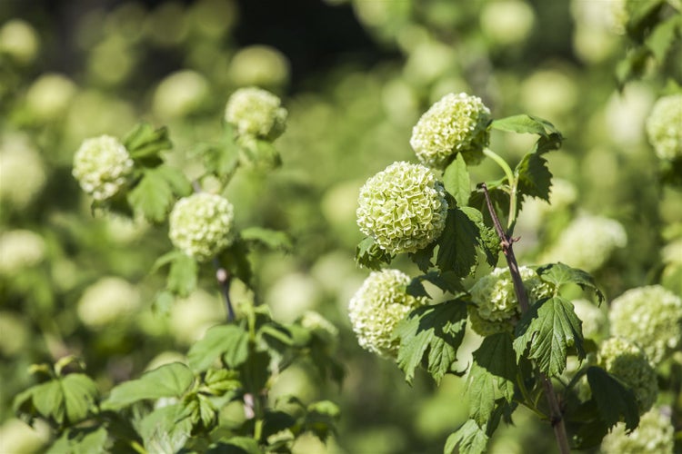Viburnum opulus 'Roseum', Schneeball, weiße Blüten, 80–100 cm