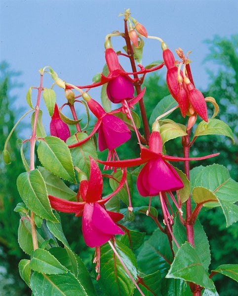 Fuchsia magellanica 'M.Popple', Fuchsie, rot-violett, ca. 9x9 cm Topf