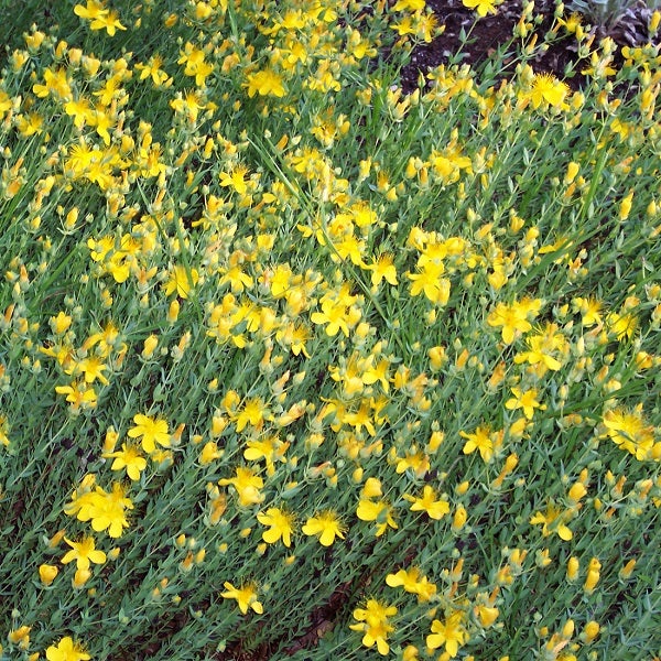 Johanniskrautpflanze mit gelben Blüten