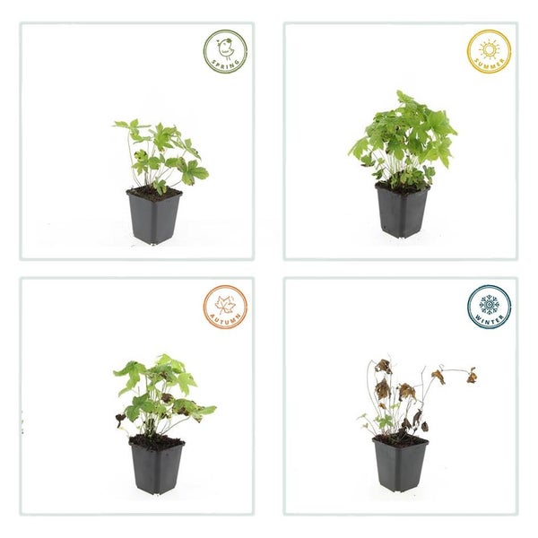 Bodendecker - Knotiger Storchschnabel - Geranium nodosum - 9cm Topf - Set mit 6 Pflanzen