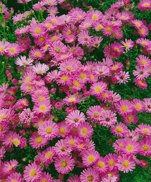 Aster dumosus 'Heinz Richard', Kissen-Aster, violett, ca. 9x9 cm Topf