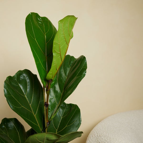Bloomique - 2er Set - Ficus Lyrata - Geigenfeige - Zimmerpflanzen Groß - Pflegeleicht - Luftreinigend - Höhe 80-100 cm - Topf 21 cm