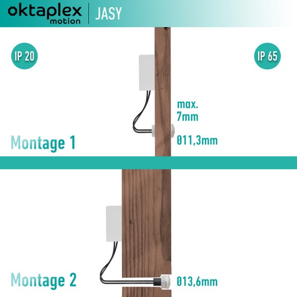 Sternhyazinthen im Gartenbeet