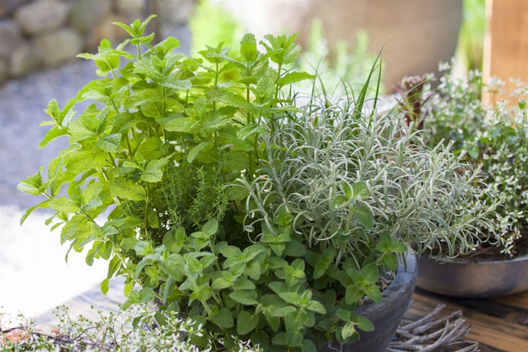 Origanum vulgare, Oregano, aromatisch, ca. 9x9 cm Topf