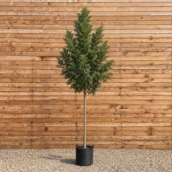 Ein hochstämmiger Baum mit grünem Laub in einem schwarzen Pflanzsack vor einer Holzwand aus horizontalen Brettern.