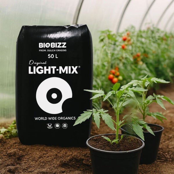 Biobizz Original Light-Mix Substrat 50 Liter im Gewächshaus mit jungen Tomatenpflanzen in Töpfen.