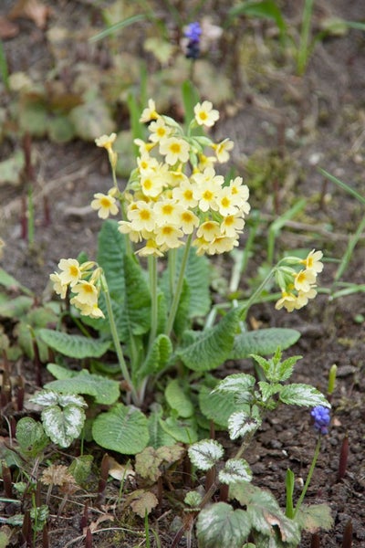 Gelbe Schlüsselblumen im Gartenbeet