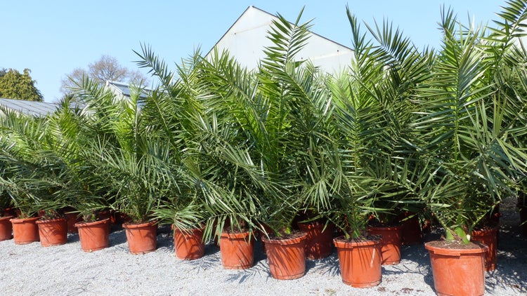 Palme XXL 180 cm Phoenix canariensis, kanarische Dattelpalme, winterhart