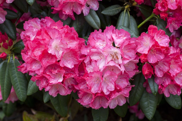 Rhododendron yakushimanum 'Fantastica', rosa-rot, 30–40 cm