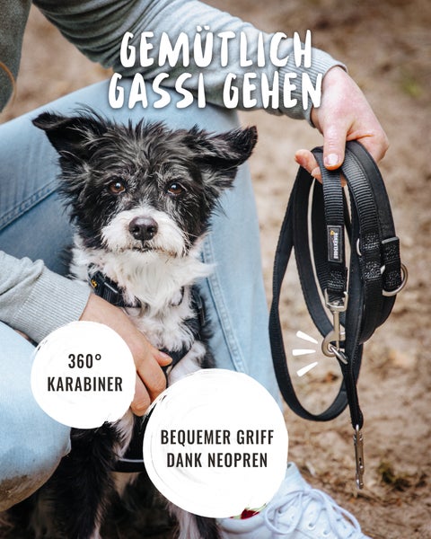 Hund mit Hundegeschirr und Hundeleine