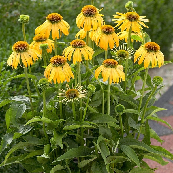 Gruppe Gelber Sonnenhut Blumen im Garten