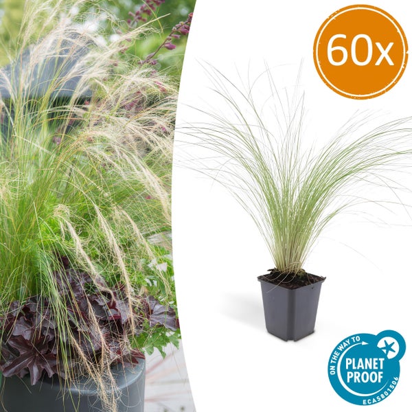Ziergras - Mexikanisches Federgras - Stipa tenuissima 'Ponytails' - 9cm Topf - Set mit 60 Pflanzen