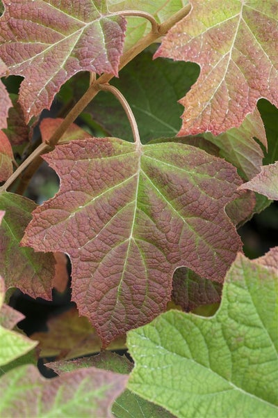Hydrangea quercifolia 'Harmony', Eichenblatthortensie, weiß, 80–100 cm