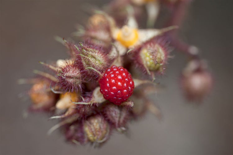 Rubus phoenicolasius, Japanische Weinbeere, 30–40 cm