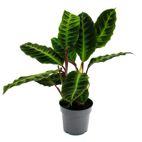 Schattenpflanze mit samtigen Blättern und toller Zeichnung Calathea warscewiczii Samtmarante Korbmarante 14cm Topf ca. 40-50cm hoch