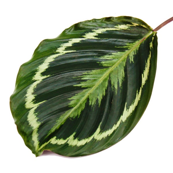 Blatt einer Calathea mit dekorativem Muster in Hellgrün und Dunkelgrün.