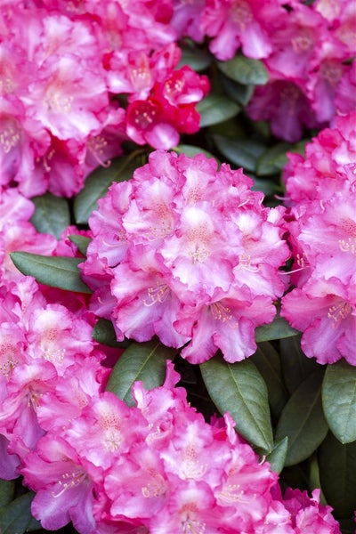 Nahaufnahme von rosa Rhododendronblüten