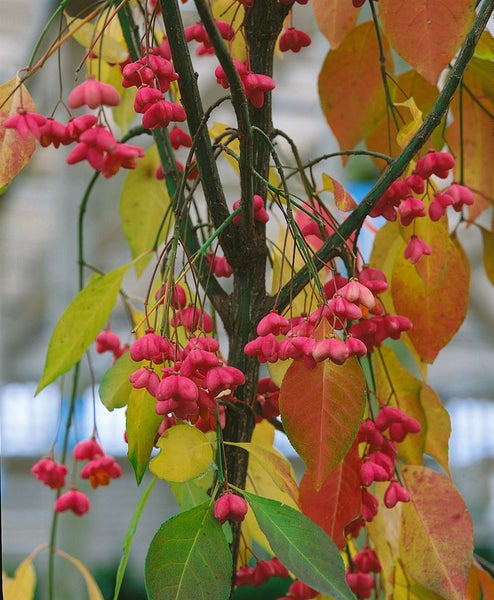 Euonymus europaeus, Pfaffenhütchen, 60–100 cm