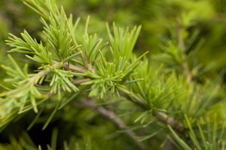 Cedrus deodara 'Golden Horizon', Himalaya-Zeder, goldgelb, 60–70 cm