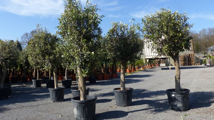 3 Stück Olivenbaum Olive 20 Jahre beste Qualität, Stammumfang 20 - 30 cm, winterhart, Olea Europaea