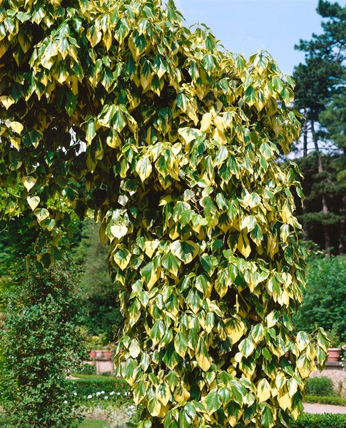 Hedera colchica 'Dentata Variegata', Efeu, buntlaubig, 60–100 cm