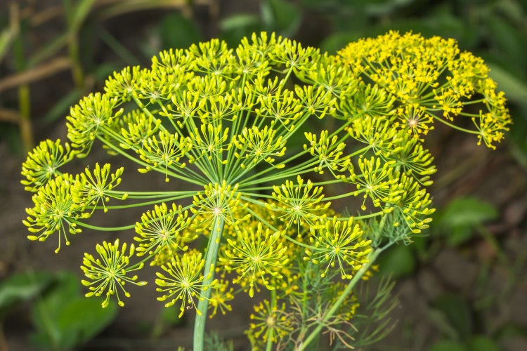 SAFLAX Garden to go - BIO - Dill - Anethum graveolens - 700 Samen - Mit Topf, Klima - Deckel und Anzuchtsubstrat