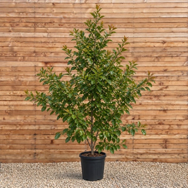 Ein einzelner Glanzmispel Baum in einem Kunststoffpflanztopf vor einer Holzwand.