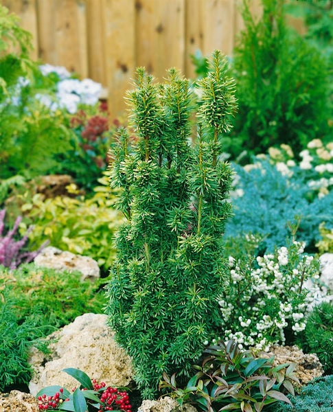 Taxus baccata 'David', Eibe, immergrün, 25–30 cm